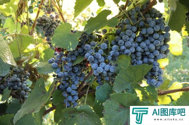 我国科学家提出人工智能推动葡萄育种新方法