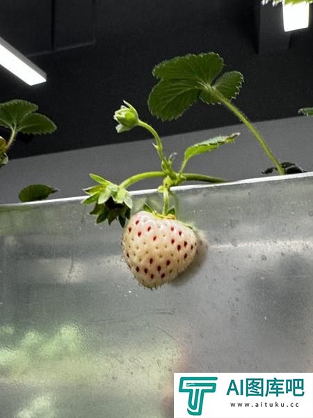 这群年轻人用“AI”种菜
