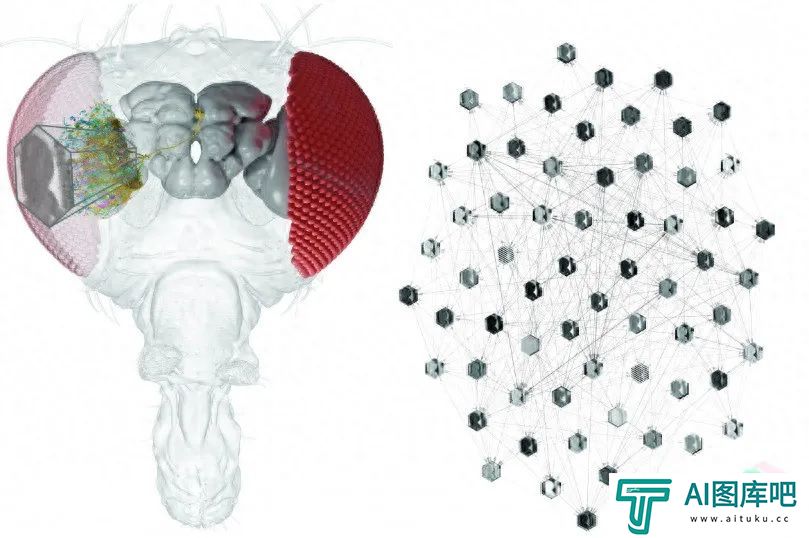 利用AI，研究人员可以对单个神经元的行为进行预测